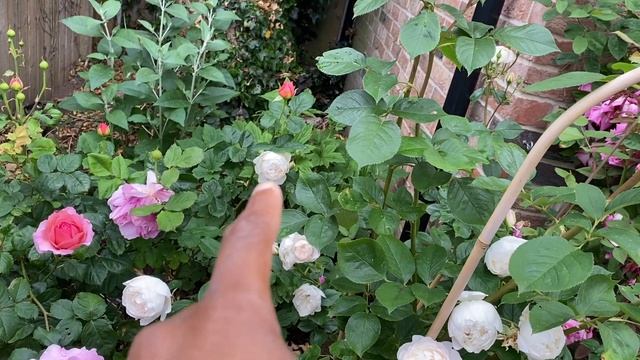 David Austin roses in shade - Desdemona and PAOK -2 years on #desdemona #rose #davidaustinroses смотреть онлайн
