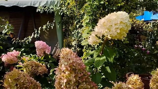 Сад в октябре. Посадки, пересадки. Гортензии метельчатые. смотреть онлайн