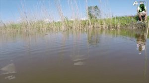 Рыбалка на карася ?  На что лучше ловить карася пикер или поплавок ?