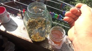 КВАС ИЗ  ОВСА И МЕДА