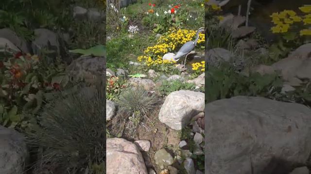 Калужница смотреть онлайн