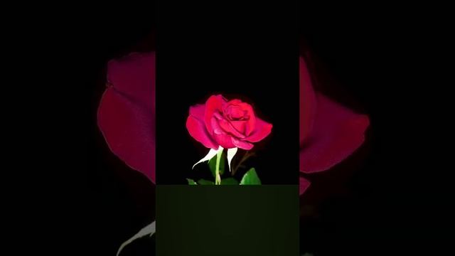 Black Lady Roses #blacklady  #redrose #redflowers #flower #flowers#garden#gardening