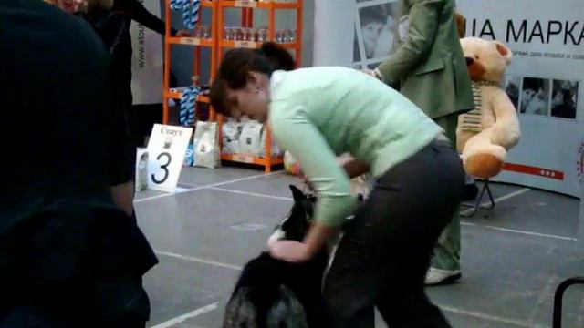 Хаски юниоры выставка/Husky juniors an exhibition смотреть онлайн