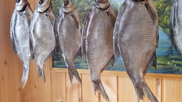 КАК Я ВЯЛЮ КРУПНЫХ ЛЕЩЕЙ?!!!