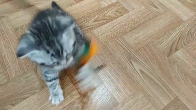 Шотландский красавчик? Тигровый Табби? Мега активный котик?⚡ смотреть онлайн