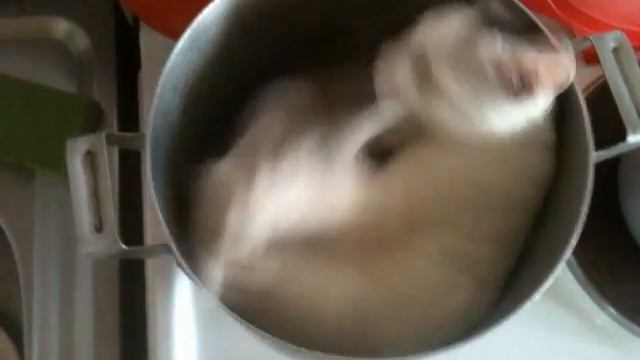 Суп из кошки (the Cat Soup)
