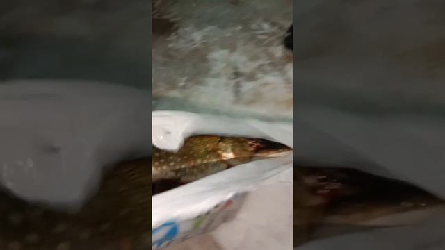 Классная рыбалка!что за рыбу ловят на Браславских озёрах сегодня?!)))О, вааще класс! Окунь и Щука смотреть онлайн