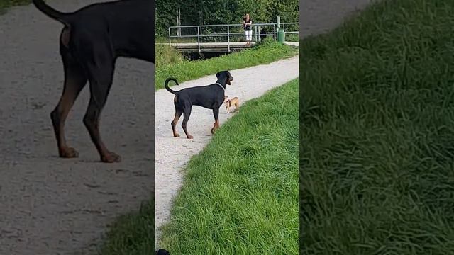Dobermann | Chiwawa | Die kleinen sind die schlimmsten смотреть онлайн