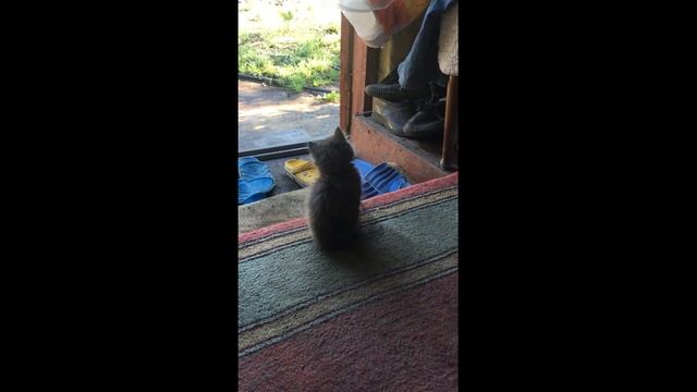 Делаем забор. Котенок на даче. Урожай и консервация. смотреть онлайн