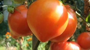 Томат Абаканский розовый -характеристика томата -Томат Абаканский розовый