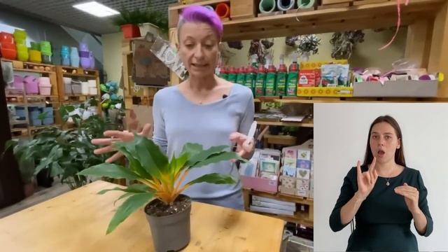 Хлорофитум Грин Оранж { СУРДОПЕРЕВОД } не такой как все | Обзор хлорофитума с оранжевыми листьями смотреть онлайн