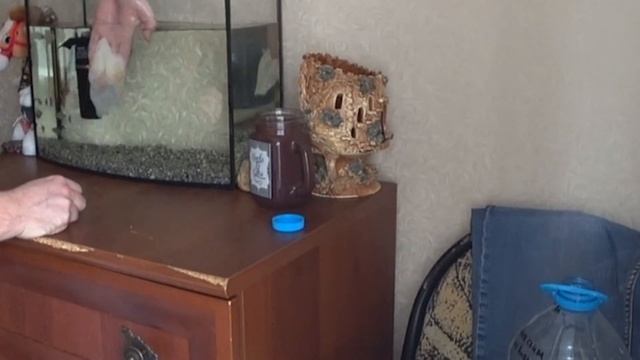 Разлил воду из аквариума • Подмена воды • Рыбки Тернеция смотреть онлайн