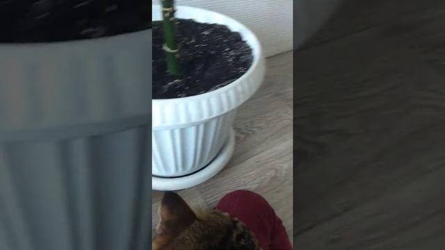 Почему коты так спят и хома не обращает внимание смотреть онлайн