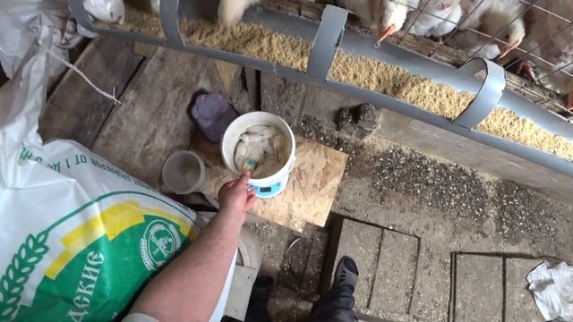 Цыплята бройлеры в домашних условиях. Вес бройлеров росс 308 в 21 день. смотреть онлайн