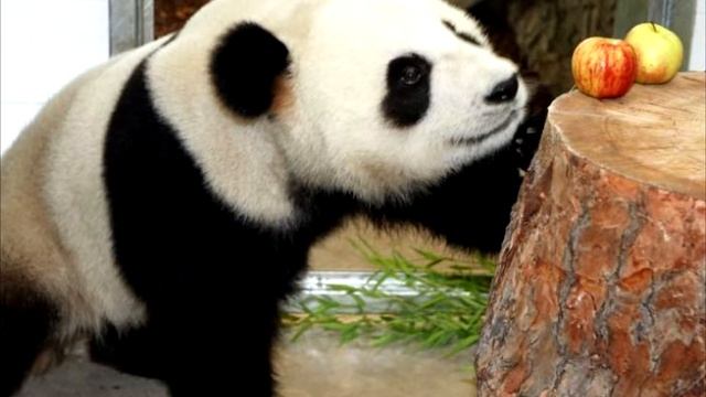 Энциклопедия для детей | Обо всем на свете | ПРО ПАНДУ