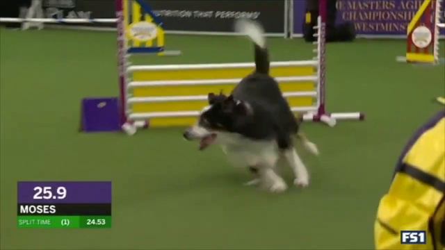 2020 All-American Masters Agility Champion смотреть онлайн