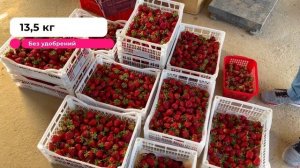 БИЗНЕС на КЛУБНИКЕ!