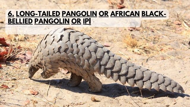 Pangolin : The Most Trafficked Animal  - Pangolin Facts & Information