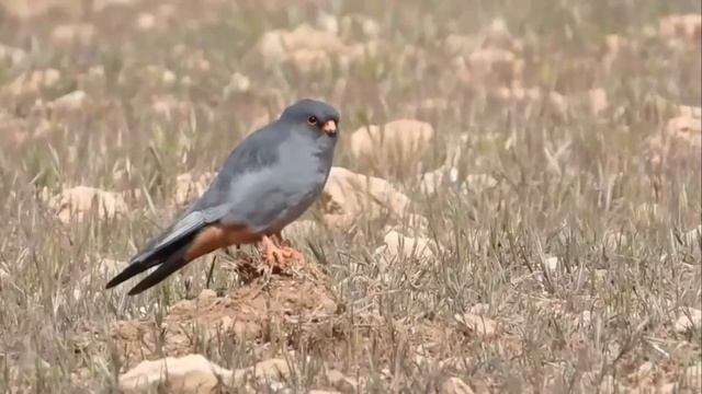 Кобчик - Falco vespertinus смотреть онлайн