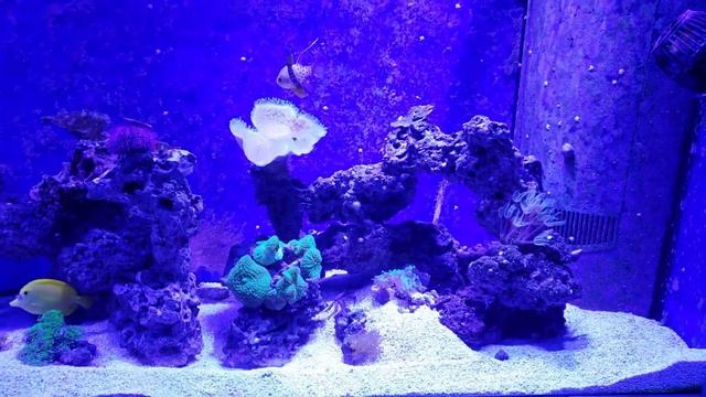 125 gallon reef tank update - 1 27 19 смотреть онлайн