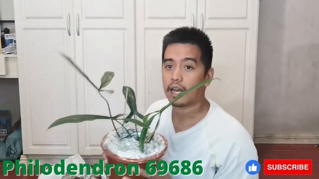 Philodendron 69686 and Celestrum Mirabilis Unboxing смотреть онлайн