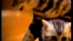 Трогательная реклама Вискас для котят 2003 (2)