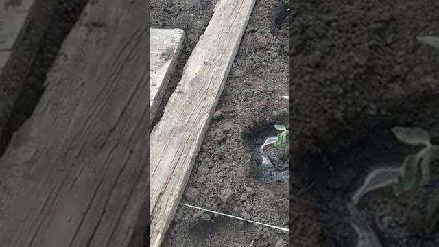Посадка рассады томата Загадка в открытый грунт . VID 20210526 123342 смотреть онлайн