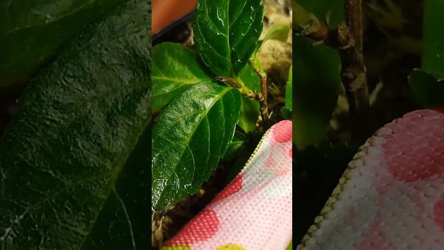 Подготовка Крупнолистной гортензии к зимовке смотреть онлайн