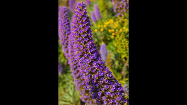 ЭХИУМ, или СИНЯК (ECHIUM) сем. Бурачниковые смотреть онлайн