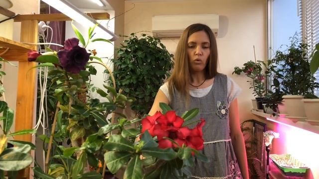 АДЕНИУМЫ КАК Я ЗА НИМИ УХАЖИВАЮ | Адениумы уход в домашних условиях видео смотреть онлайн