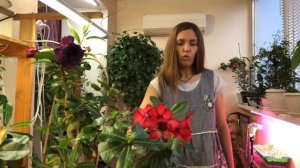 АДЕНИУМЫ КАК Я ЗА НИМИ УХАЖИВАЮ | Адениумы уход в домашних условиях видео