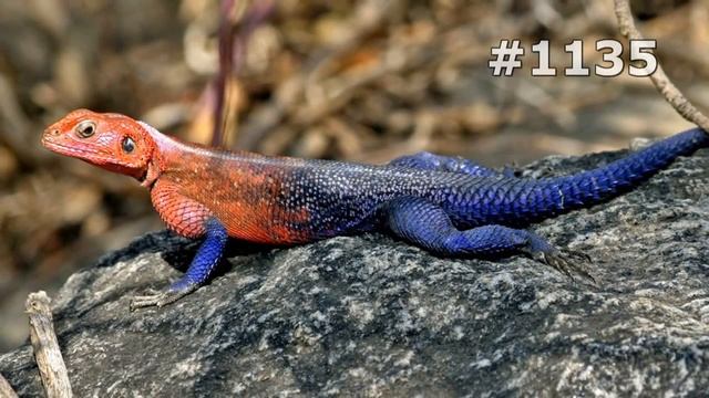 #1135. Ящерицы, игуаны и вараны (В мире животных) смотреть онлайн