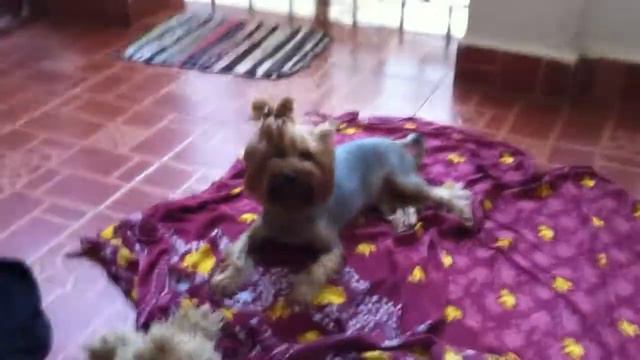 Тупер кайфует на Гоа