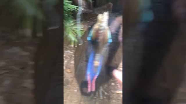 Косуар смотреть онлайн