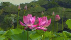 Свирель - Пугачева