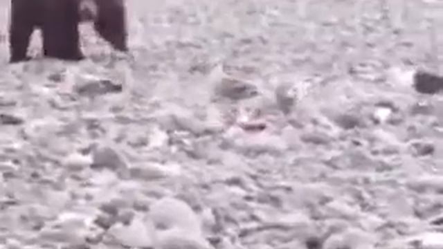 много медведей просят рыбу у рыбаков смотреть онлайн