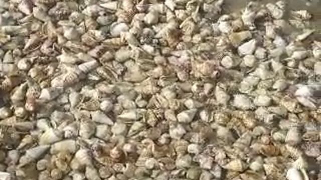 Ракушки на берегу. смотреть онлайн