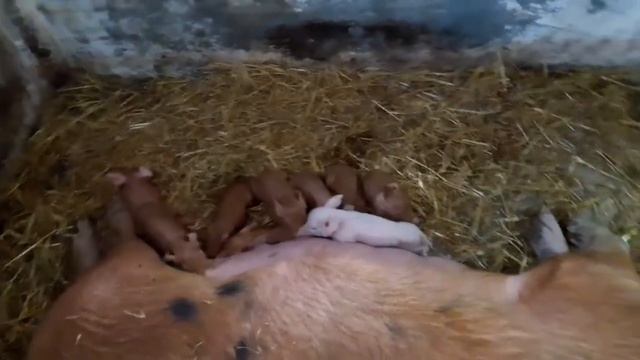 //Купил коврик с подогревом для поросят?,сан день,обзор поросят//Новый плафон для поросят// смотреть онлайн