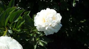 Пион White ivory