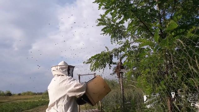 Погода 50, пчёлы с ума сошли