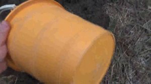 Когда лучше сажать саженцы!!! Осенью или весной!!!