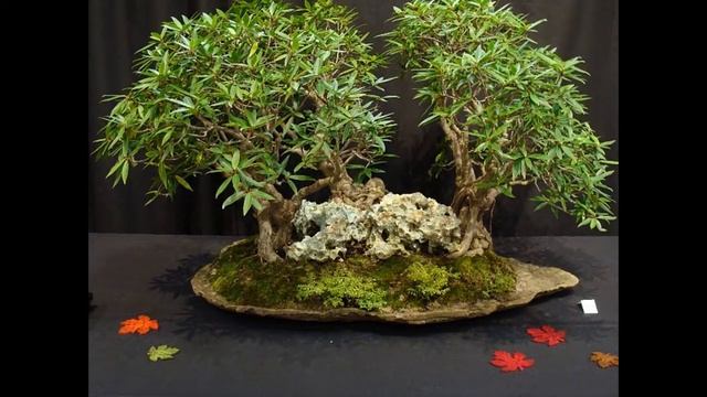 Ficus neriifolia Tropical Bonsai According to Jerry Meislik смотреть онлайн