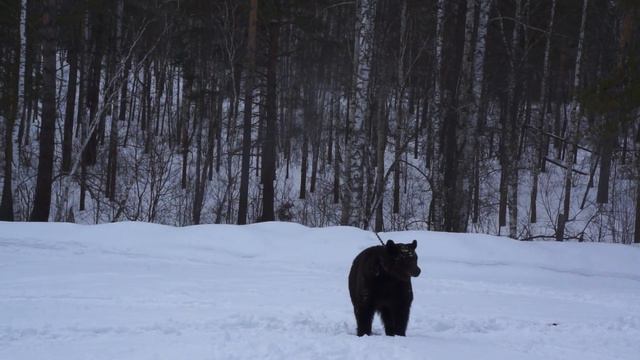 притравка Хасан смотреть онлайн