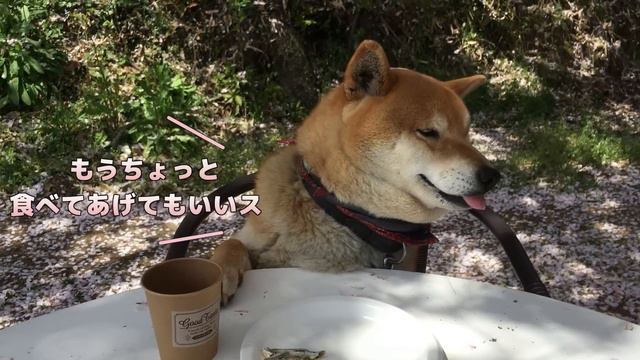 違うオヤツが食べたくて空気を読むよう飼い主に促す柴犬　Shibe want to eat other snack, which he urges his owner to take a hint. смотреть онлайн