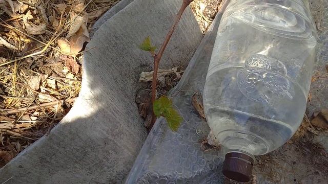 28.05.2022 виноград на улице. смотреть онлайн