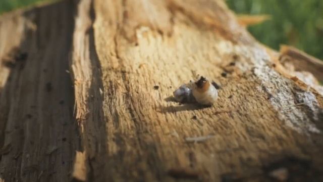 Таракан, червь, паук и... краб. Все эти существа были извлечены из человеческих ушей. смотреть онлайн