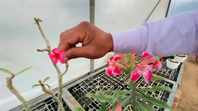 Adenium Crispum Plant (एडेनियम क्रिस्पम) | Seed Grown Hybrids & Grafting (बीज से उगाए हाइब्रिड)