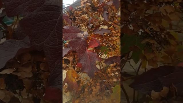 Дуболистная гортензия Бургунди после мороза / Hydrangea Burgundy after frost смотреть онлайн