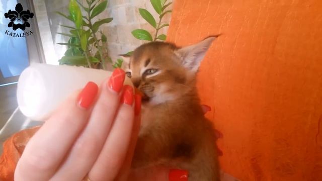 Каракет "Эребор" 1 мес., кушаем)) смотреть онлайн