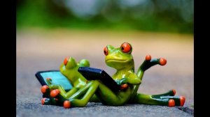 почему жабы лучшие???